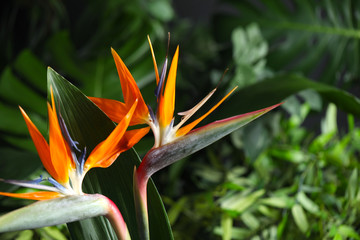 Bird of Paradise tropical flowers on blurred background, closeup