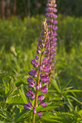 Lupine, or wolf bean (lat. Lupinus) - a genus of plants from the legume family (Fabaceae).