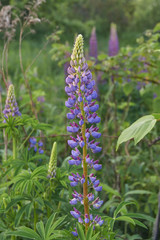 Lupine, or wolf bean (lat. Lupinus) - a genus of plants from the legume family (Fabaceae).