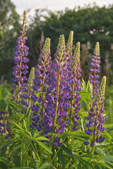 Obraz premium Lupine, or wolf bean (lat. Lupinus) - a genus of plants from the legume family (Fabaceae).