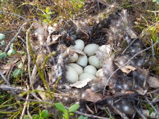 Nest with grouse eggs in the woods closeup