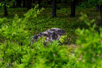 Tree stump.