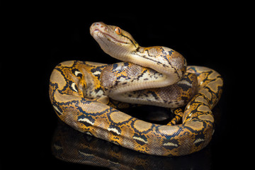 Reticulated Python (Python reticulatus) isolated on black background.
