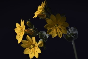 pequeñas flores amarillas macro con luz natural