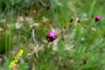 A close-up pink flower on a blurred background in the spring landscape