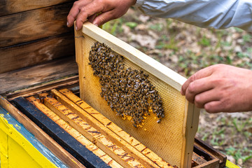 Bees on honeycomb.