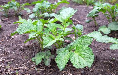 Bushes seedlings of potatoes in the garden. Growing organic potatoes.
