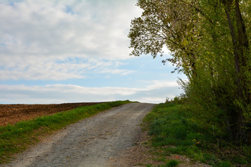A dirt road between a  field and a tree