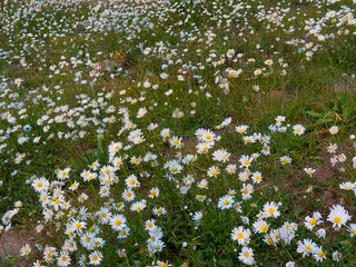 The Rocky Mountains of Colorado through which the Durango to Silverton Railway crosses by the  side of the River Animus