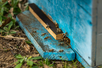 Obraz na płótnie Canvas Bees on honeycomb.