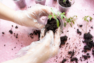 Transplanting tomato seedlings. Woman's hands with sprout tomato.