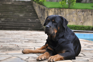 black rottweiler dog