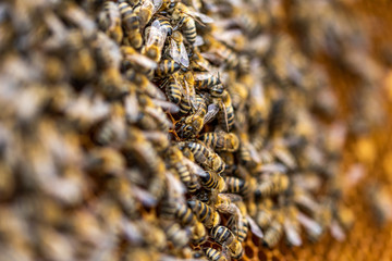 Bees on honeycomb.