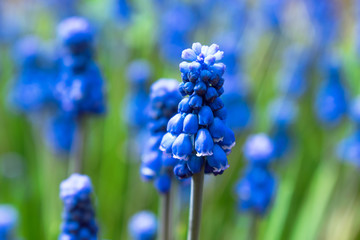 Blue Muscari close up with shallow depth of field.Selective focus, blurred background