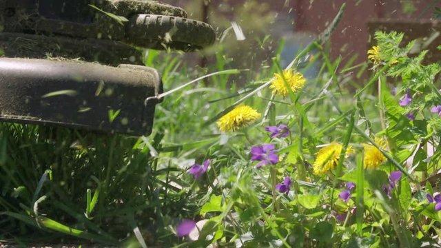 Weed Wacking In Ultra Slow Motion With Dandelions Other Floral Weeds Long Grass