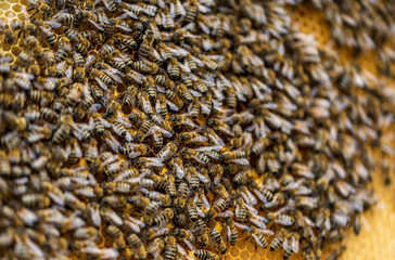 Bees on honeycomb.