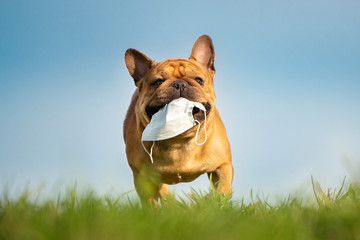 dog French bulldog runs in the park with a mask of teeth after a pandemic