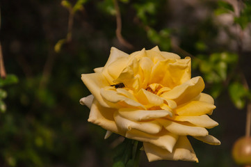 yellow rose in the garden with a bee