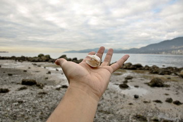 Fototapeta na wymiar hand holding seashells