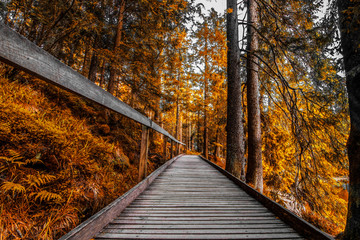 Fototapeta na wymiar A path in the fall/autumn forest, everything is orange 