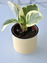 green plant in a pot