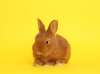 Adorable fluffy bunny on yellow background. Easter symbol