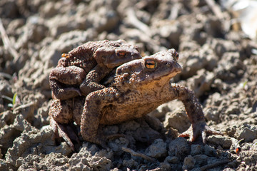 Frog carries on his back young frogs