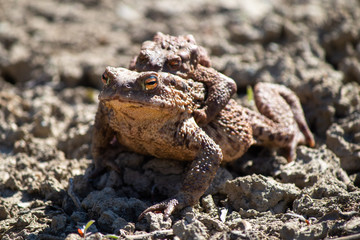 Frog carries on his back young frogs
