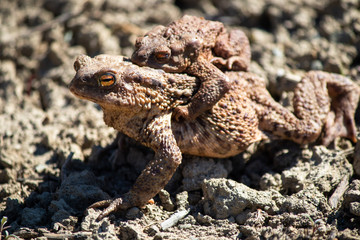 Frog carries on his back young frogs
