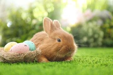 Adorable fluffy bunny and decorative nest with Easter eggs on green grass, closeup
