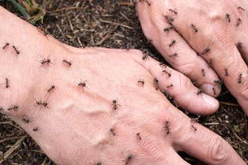 Alternative medicine - man's hand on an anthill with a swarm of ants. Ants attack the hands of man who found the ant hill and decided to investigate it. Red ant bites painful protecting his home.