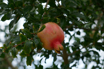 Grenade sur l'arbre