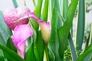 Closeup shot of two pink calla lilies (Zantedeschia aethiopica) covered with dew drops, with a pink shiny heart in the background