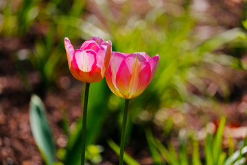 Fototapeta premium Tulpen auf grüner Wiese
