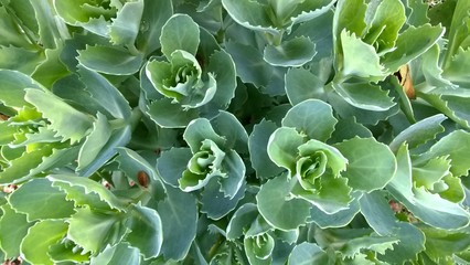 jasne zielone liście