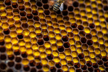 Bees on honeycomb.