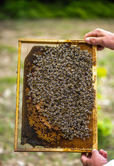Bees on honeycomb.