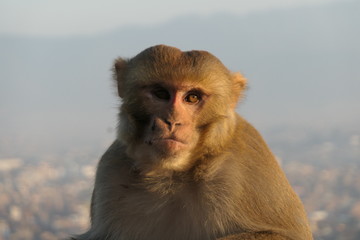 Rhesus Macaques at sunset on the top of Kathmandu
