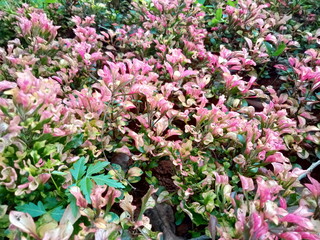 pink and white flowers