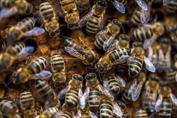 Bees on honeycomb.