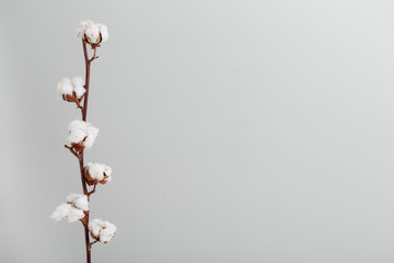 A white cotton flower branch, grey background