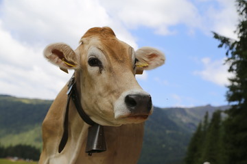 Alpine gray cow. White cow with horns in Dolomites area. Portrait of a gray beautiful cow. A grey alpine cow in a green pasture in Dolomites area