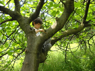 a caucasian child read a book climbed on a tree