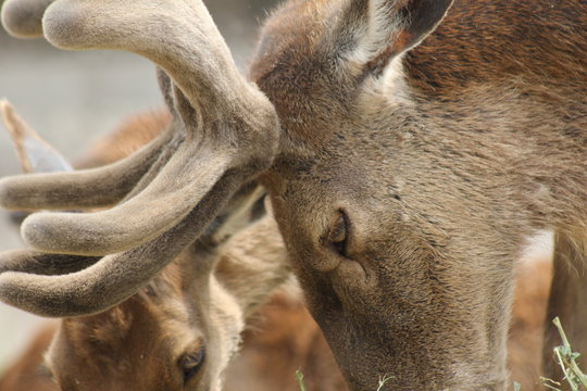venados close up