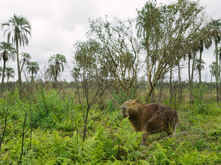 view of giant rodent at palms national park