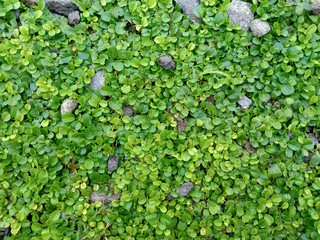 green moss on the wall