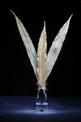 Three dry ficus (Binnendijkii) leaves in a glass stand in the dark.