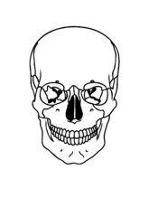 Medical human anatomy skull / head bone illustration vector image black and white background black outline