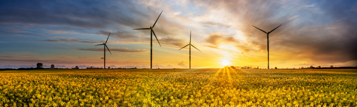 Windkraftanlagen in gelben Rapsfeld zum Sonnenuntergand
