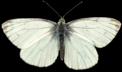The green-veined white Pieris napi is a butterfly of the family Pieridae. Dorsal view of isolated white butterfly on black background.